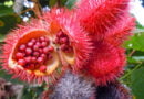 Achiote (Bixa orellana)