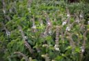 Albahaca