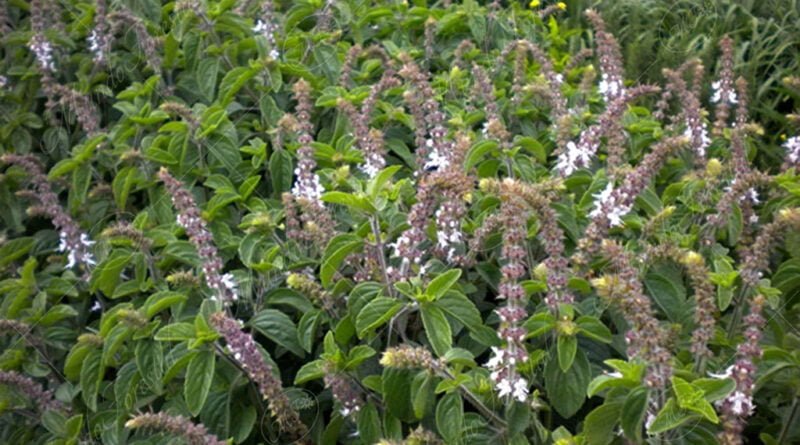 Albahaca
