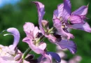Amaro o Salvia clarea
