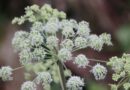Angélica (Angelica archangelica)