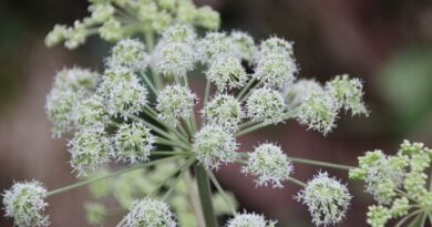 Angélica (Angelica archangelica)