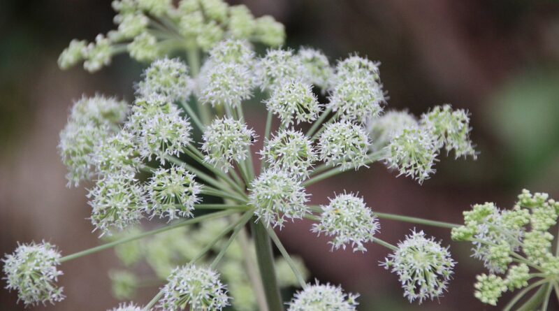 Angélica (Angelica archangelica)
