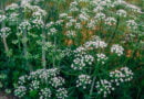 Anís (Pimpinella anisum)