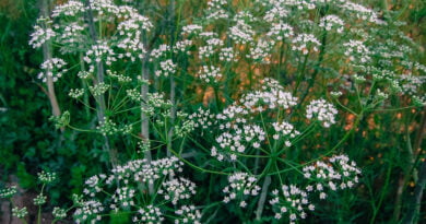 Anís (Pimpinella anisum)