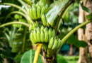 Banano
