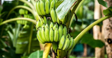 Banano