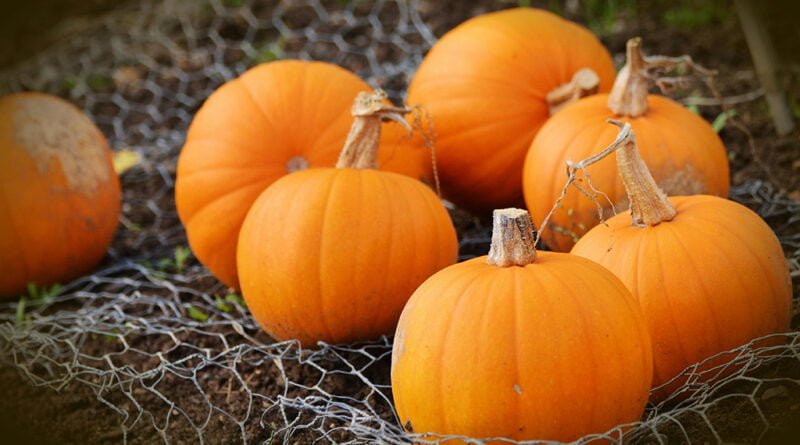 Calabaza