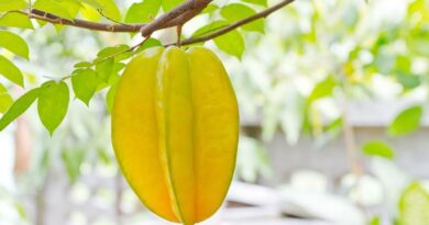 Karambola