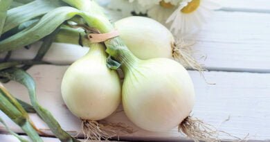 Cebolla