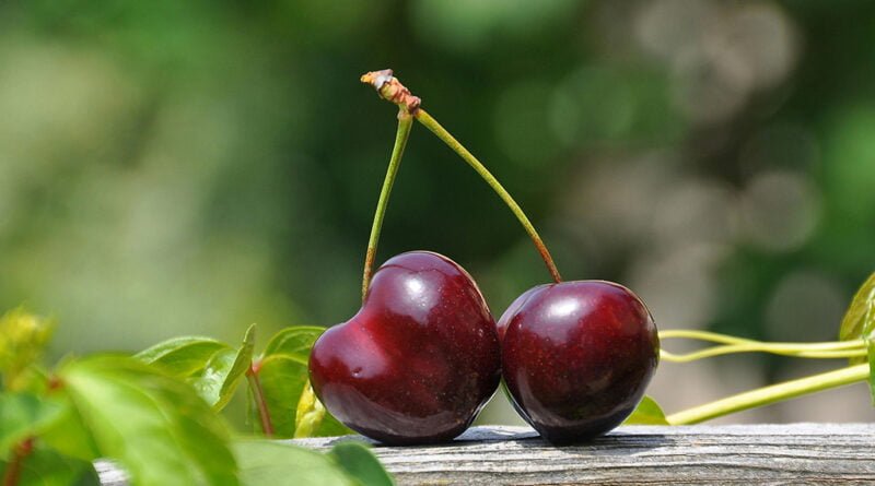 Cereza
