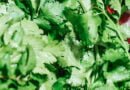 Cilantro