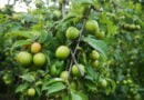 Ciruela
