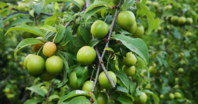 Ciruela