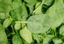Espinaca