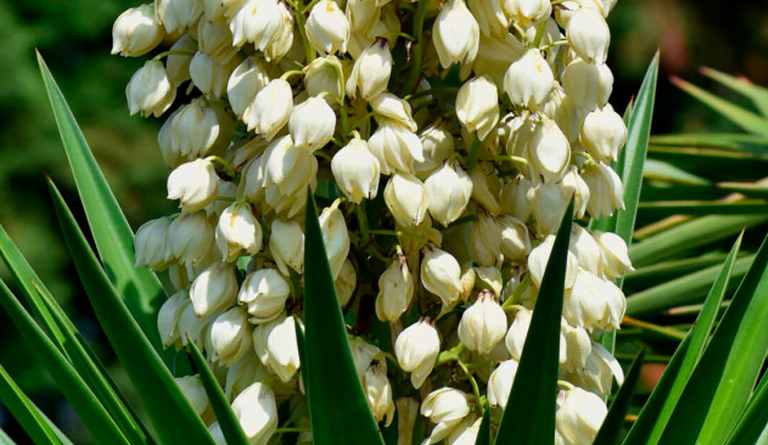 Izote (yucca)