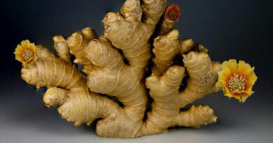 Jengibre