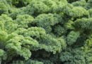 Kale