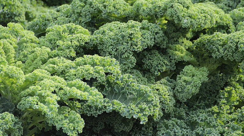 Kale