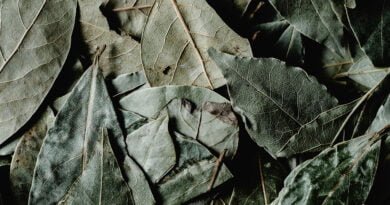Laurel