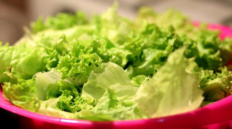 Lechuga