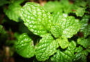 Menta