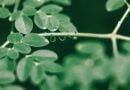 Moringa