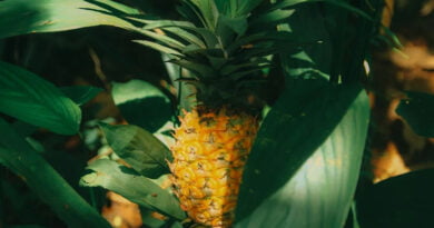 Piña