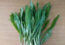 Culantro