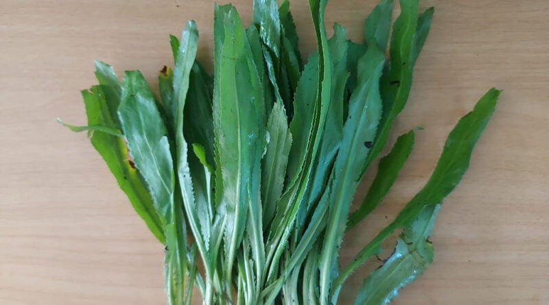 Culantro