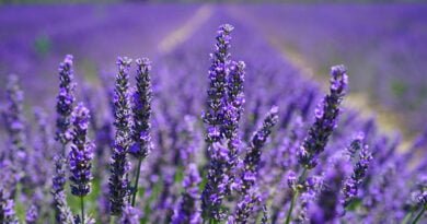 Lavanda