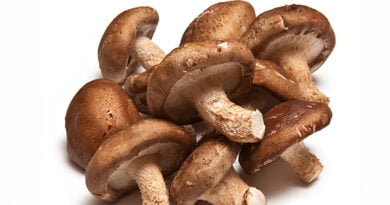 Shiitake