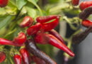 Chile de árbol