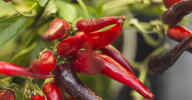 Chile de árbol