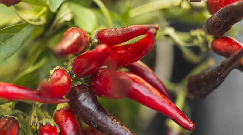 Chile de árbol