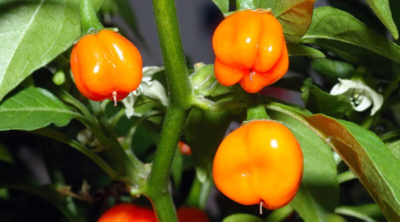 Chile habanero