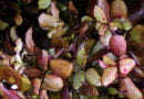 El horopito de montaña (Pseudowintera colorata)