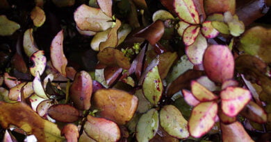 El horopito de montaña (Pseudowintera colorata)