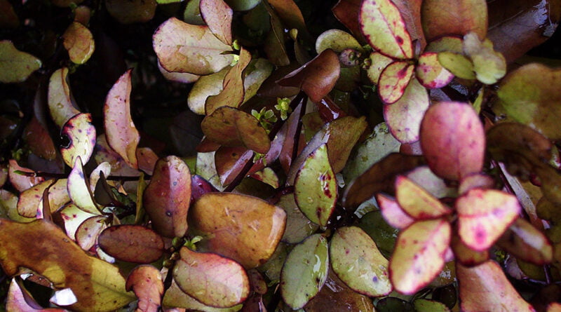 El horopito de montaña (Pseudowintera colorata)