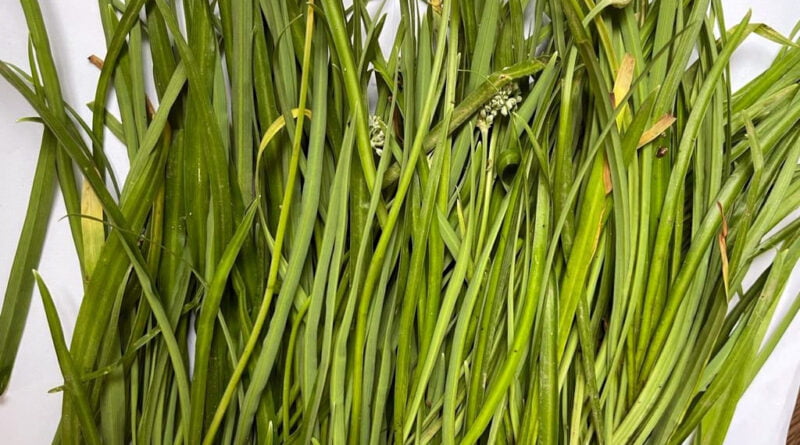 Jimbu (Allium hypsistum)