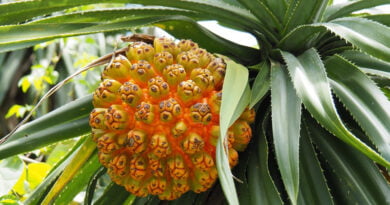 Pandano (Flor), kewra (Pandanus odoratissimus) Pandano (Flor), kewra (Pandanus odoratissimus)