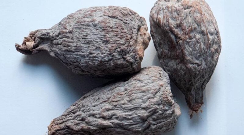 Pimienta de cocodrilo (Piper cubeba)