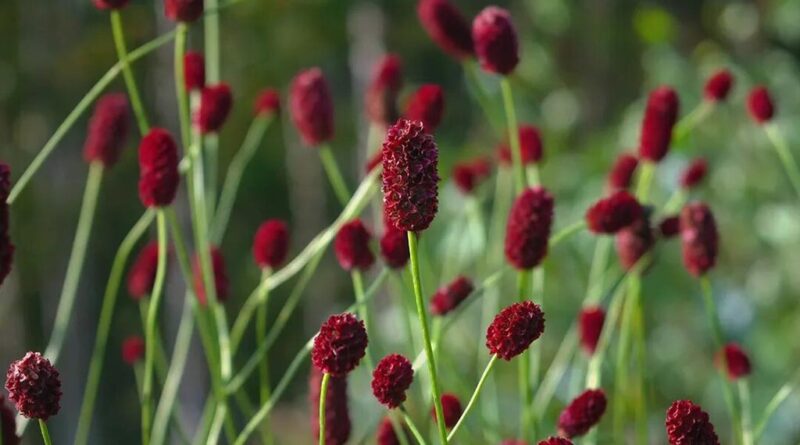 Pimpinela mayor (Sanguisorba minor)