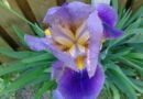 Raíz de orris (Iris germanica, Iris florentina, Iris pallida)