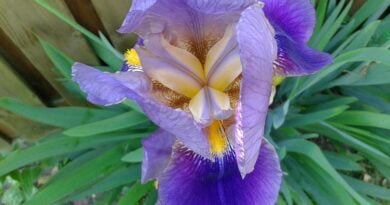 Raíz de orris (Iris germanica, Iris florentina, Iris pallida)