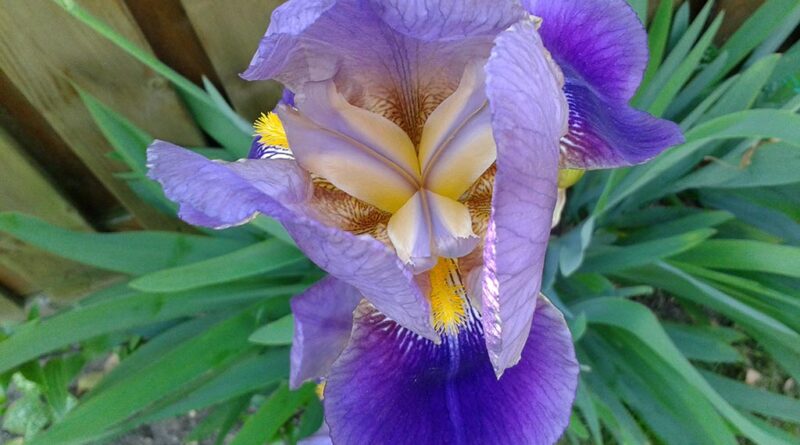 Raíz de orris (Iris germanica, Iris florentina, Iris pallida)